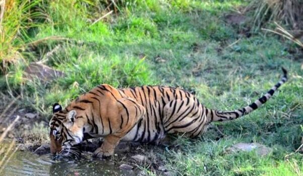 Best Safari Zones for Tiger Spotting in April
