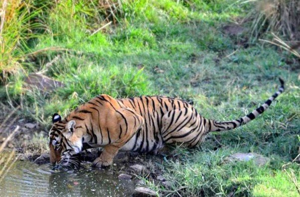 Best Safari Zones for Tiger Spotting in April