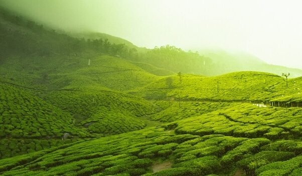 Cool Mist in April Munnar Ooty
