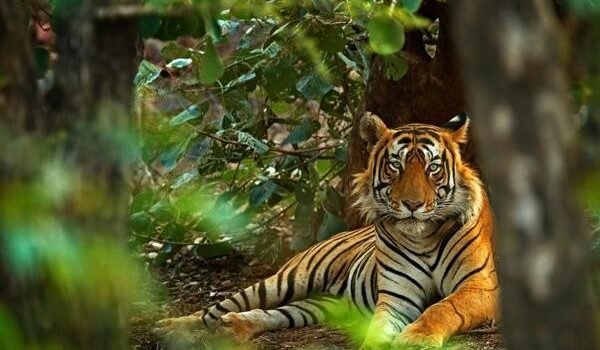 Ethical Wildlife Holidays