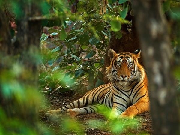 Ethical Wildlife Holidays 