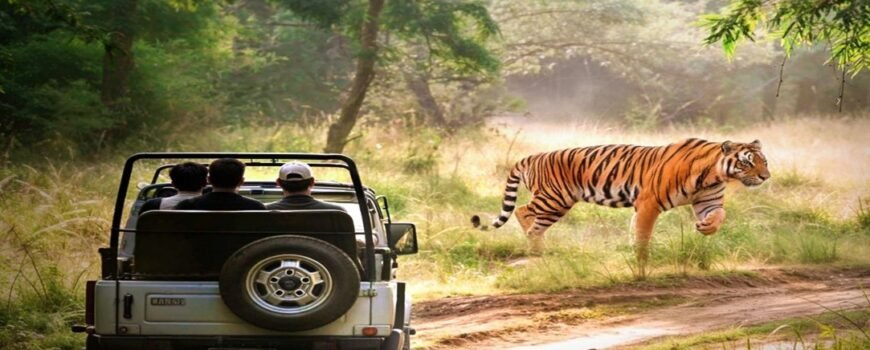 Jim Corbett Safari Guide