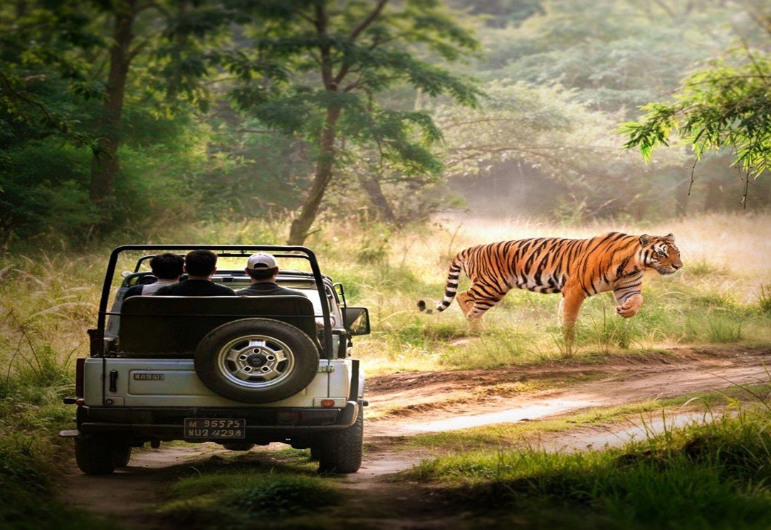 Jim Corbett Safari Guide