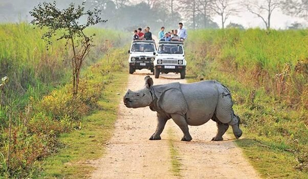 Kaziranga National Park Safari Guide