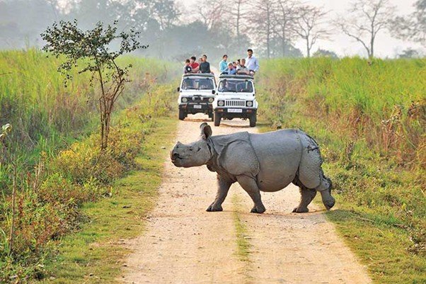 Kaziranga National Park Safari Guide 