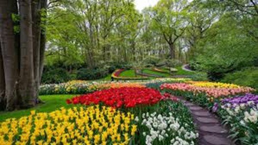 Keukenhof - The World’s Most Beautiful Tulip Garden 