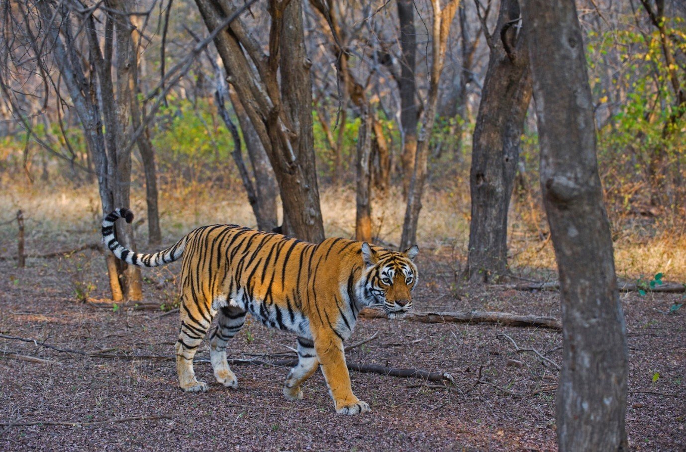 Tiger Spotting in Ranthambore