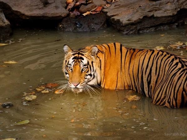 Wild life tiger