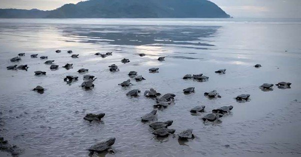 Velas Turtle Festival 2026